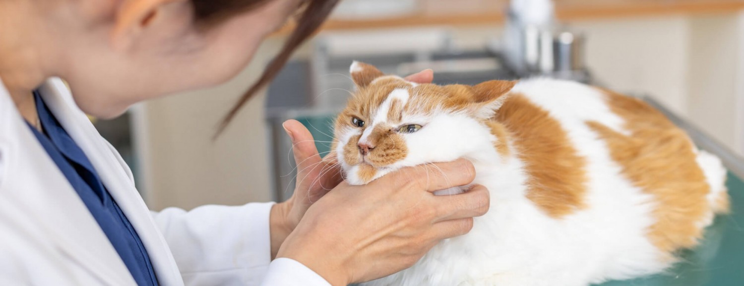 猫の診察