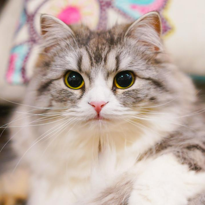 猫