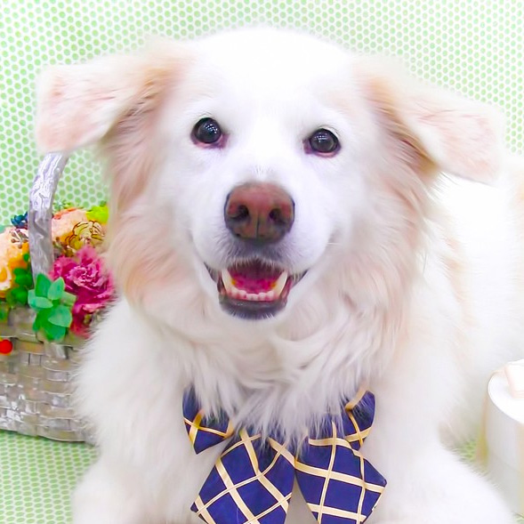 犬